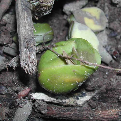 Avicennia officinalis